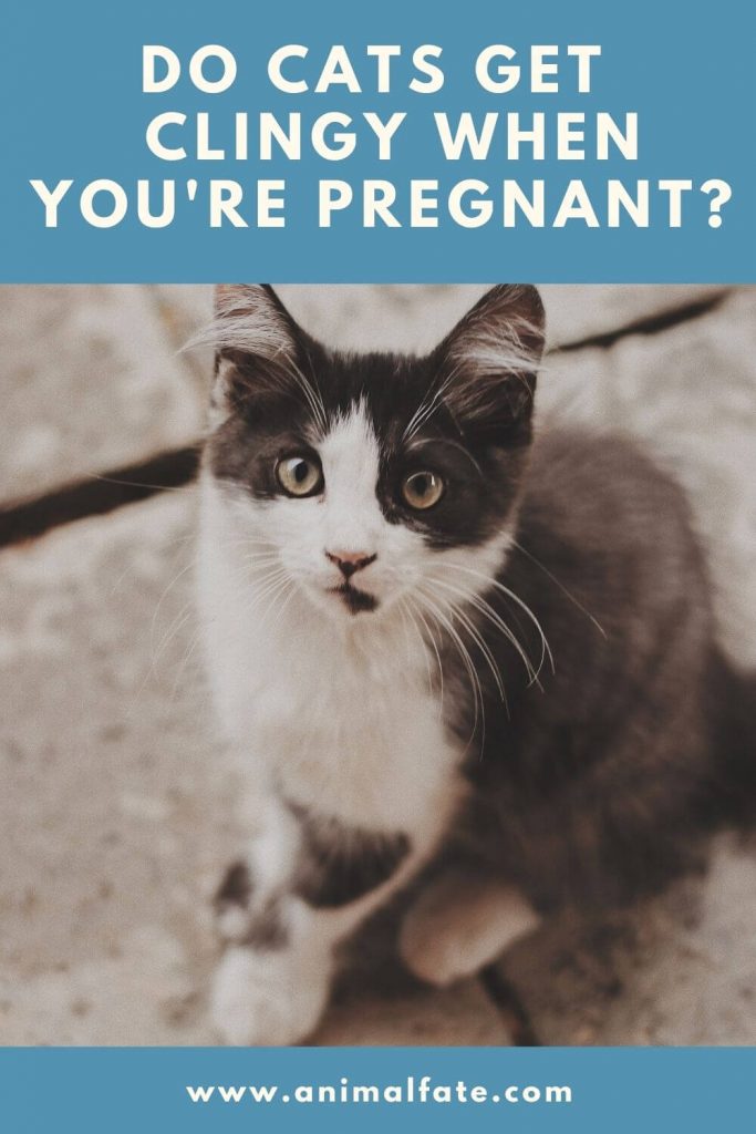 do-cats-get-clingy-when-you-are-pregnant-is-it-100-animalfate