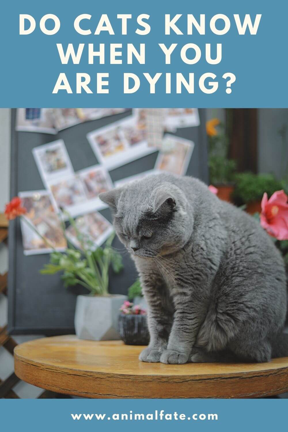 Do Cats Know When You Are Dying How AnimalFate