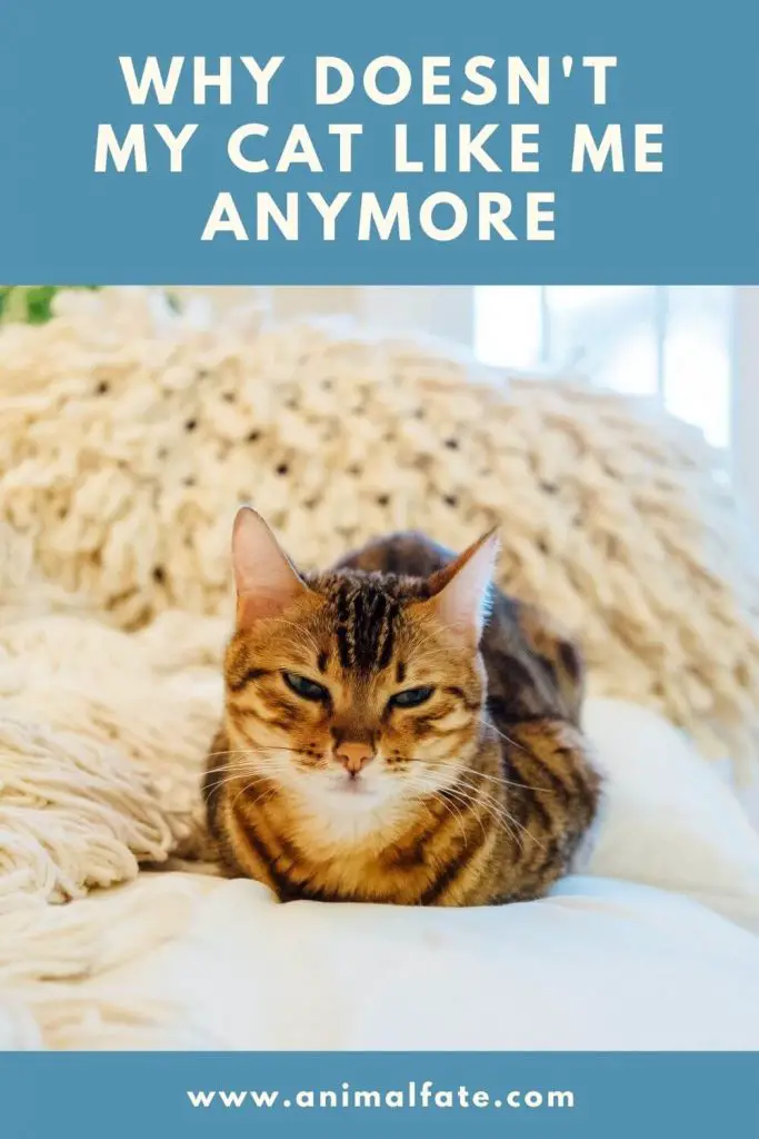 why-doesn-t-my-cat-like-me-anymore-and-how-to-fix-that-animalfate