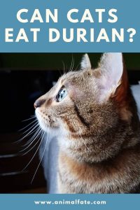 Can Cats Eat Durian? (You Shouldn't Give It to Them) - AnimalFate