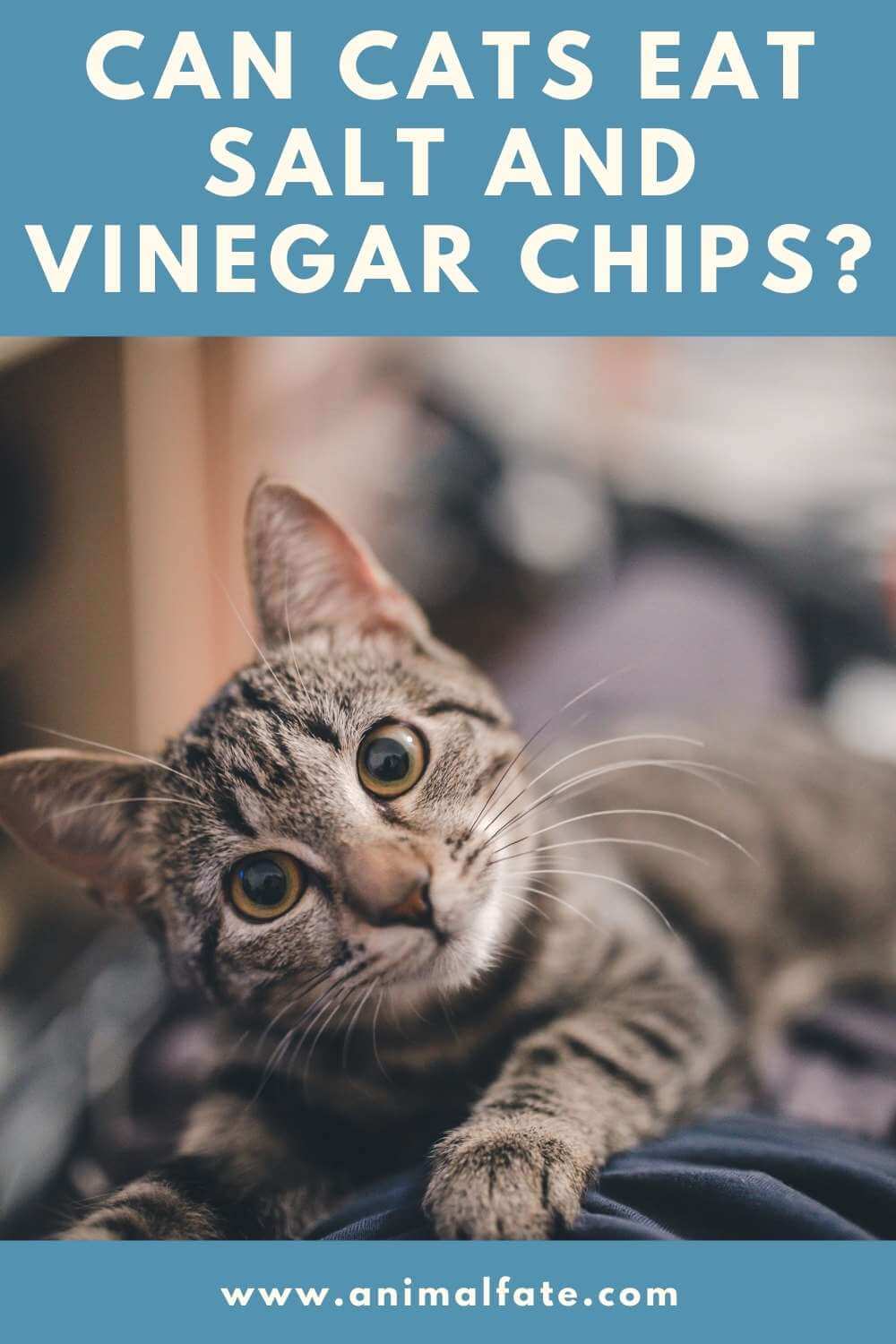 Can Cats Eat Salt And Vinegar Chips Crispy Secret AnimalFate