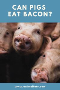 Can Pigs Eat Bacon? (is It Ethical?) - Animalfate