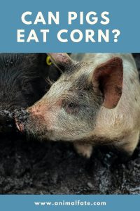 Can Pigs Eat Corn? (What About Corns Silk and Husks?) - AnimalFate