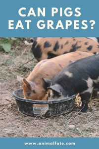 Can Pigs Eat Grapes 200x300 