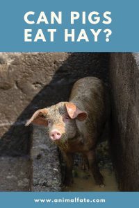 Can Pigs Eat Hay? (And Which Is the Best) - AnimalFate