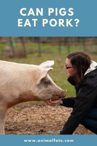 Can Pigs Eat Pork? (Is It Even Ethical?) - AnimalFate