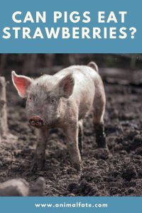 Can Pigs Eat Strawberries? (It's a Good Treat) - AnimalFate