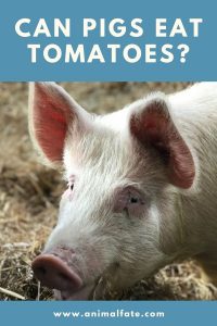 Can Pigs Eat Tomatoes? (Yes but Pay Attention to One Thing...) - AnimalFate