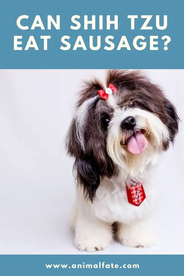 what human food can shih tzu eat