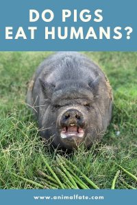 Do Pigs Eat Humans 200x300 