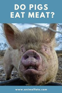 Do Pigs Eat Meat? (They Do, but It's Complicated) - AnimalFate