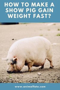 How to Make a Show Pig Gain Weight Fast? (Be Ready for Show) - AnimalFate