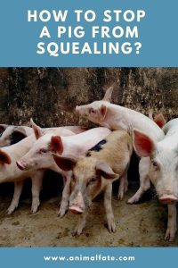 squealing pig experiment