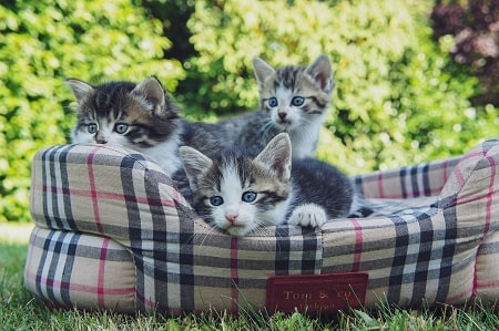 three young kittens