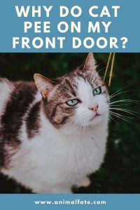 Why do cats spray my front door