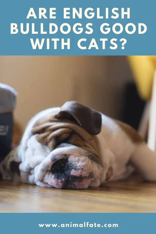 are bulldog breeds good with cats