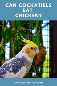 Can Cockatiels Eat Chicken? (and the Risks of Feeding) - AnimalFate