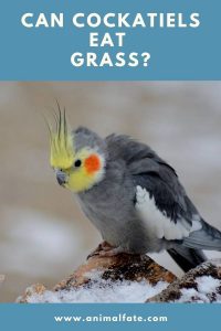 Can Cockatiels Eat Grass? (+ Risks You Should Know) - AnimalFate