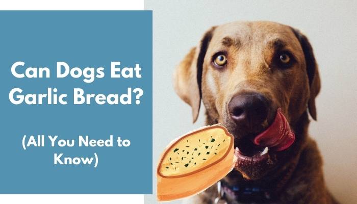 are dogs allergic to garlic bread