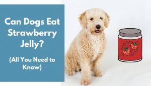 Can Dogs Eat Strawberry Jelly? (Complete Guide) - AnimalFate