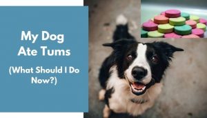 My Dog Ate Tums: What Should I Do Now? (Complete Guide) - AnimalFate