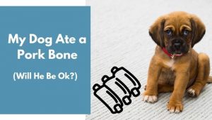 My Dog Ate a Pork Bone - Will He Be Ok? (Important Facts) - AnimalFate