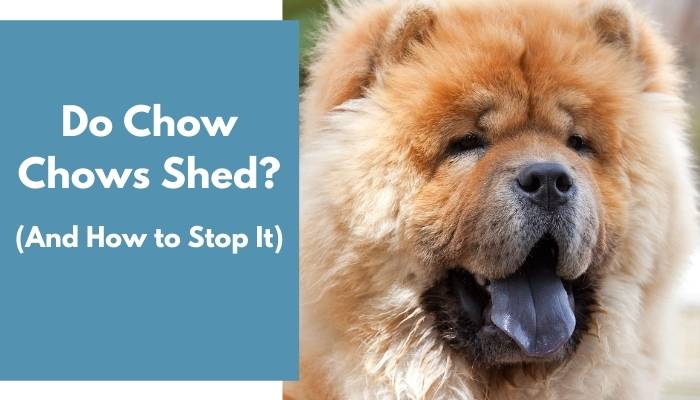 do chow chow shed