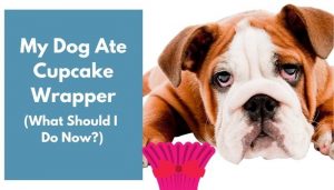 My Dog Ate Cupcake Wrapper (4 Tips on What to Do) - AnimalFate