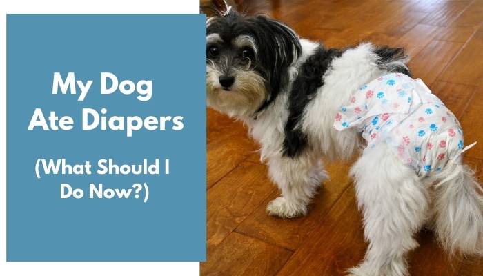 can a dog pass a diaper