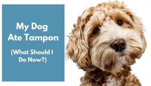 My Dog Ate Tampon: What Should I Do Now? (4 Tips) - AnimalFate