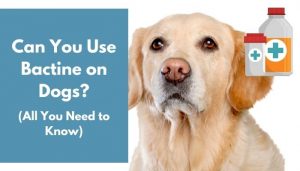 Can You Use Bactine on Dogs? (Complete Guide) - AnimalFate