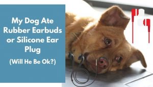 My Dog Ate Rubber Earbuds or Silicone Ear Plug - What to Do? - AnimalFate