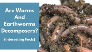 Are Worms And Earthworms Decomposers? (Interesting Facts) - AnimalFate