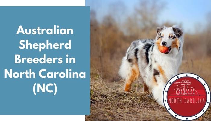 Australian Shepherd Breeders in North Carolina NC