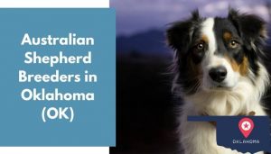 26 Australian Shepherd Breeders in Oklahoma (OK) | Australian Shepherd