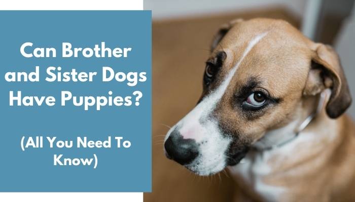 Can Brother And Sister Dogs Have Puppies Avoid It Animalfate