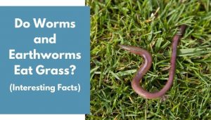 Do Worms and Earthworms Eat Grass? (And How to Stop Them) - AnimalFate