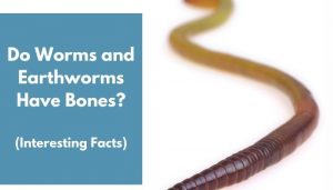 Do Worms and Earthworms Have Bones? (Interesting Facts) - AnimalFate