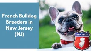 Top French Bulldog Breeders Nj  Don t miss out 