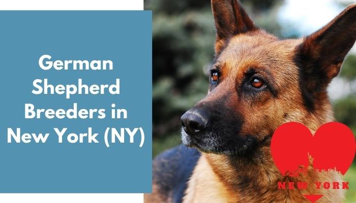 28 German Shepherd Breeders in New York (NY) | German Shepherd Puppies ...