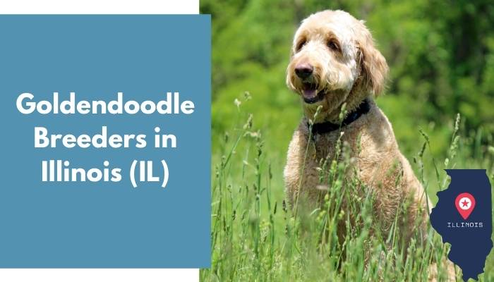 Accredited Goldendoodle Breeder