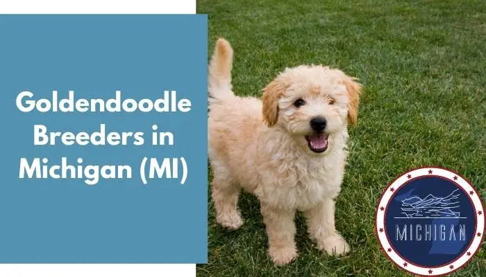 Available Goldendoodle Puppies - Su...
                                            </div>

                                        </div>

                                    </div>
                                </div>
                                
                                <div class=