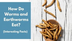 How Do Worms and Earthworms Eat? (All You Need to Know) - AnimalFate