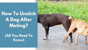 How To Unstick A Dog After Mating? (Complete Guide) - AnimalFate