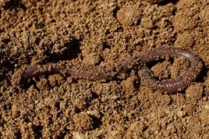 How Do Worms and Earthworms Dig? (All You Need to Know) - AnimalFate