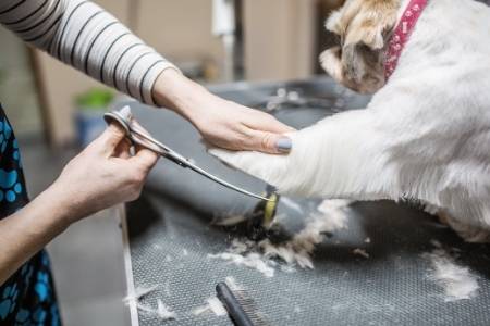 do you tip petsmart dog groomers