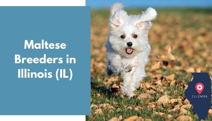 Maltese Breeders in Illinois IL