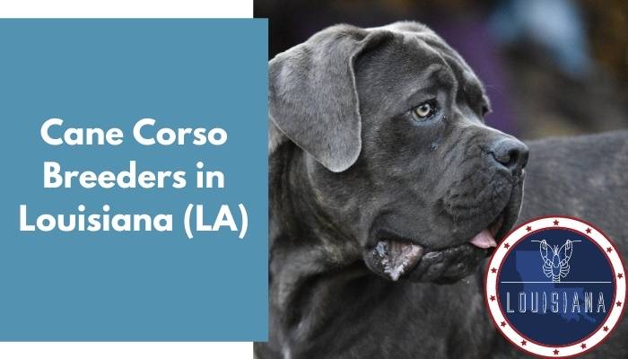 Cane Corso Optimal Size - Outlaw Kennel