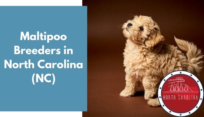 Maltipoo Breeders in North Carolina NC