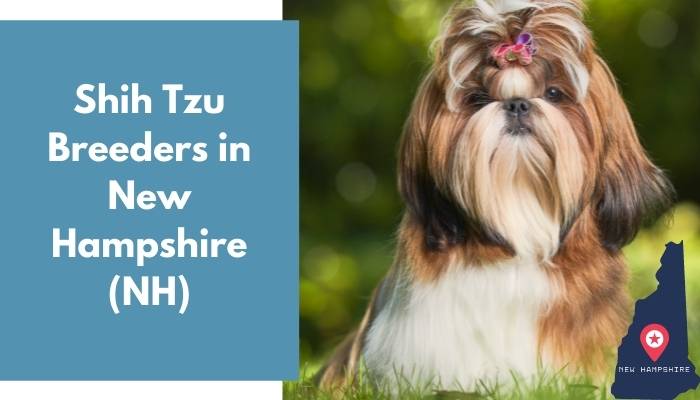 Shih Tzu Breeders in New Hampshire NH